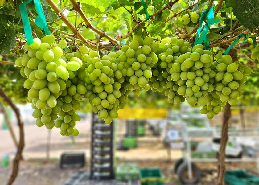 What’s ahead for table grape, cherry breeding The Packer